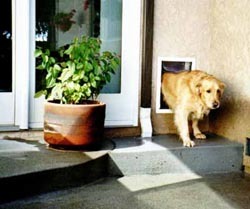 doggy door for wall